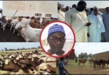 MAGAL DE TOUBA : Serigne Saliou Thioune cité dans une affaire d’escroquerie de bœufs à hauteur de 10 millions