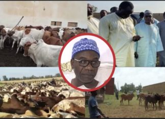 MAGAL DE TOUBA : Serigne Saliou Thioune cité dans une affaire d’escroquerie de bœufs à hauteur de 10 millions