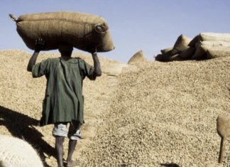 CAMPAGNE ARACHIDIÈRE : Le prix du kilogramme fixé à 280 fcfa