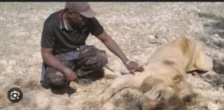 PARC NIOKOLO KOBA : Le cadavre d’un lion découvert par des touristes