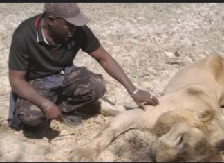PARC NIOKOLO KOBA : Le cadavre d’un lion découvert par des touristes