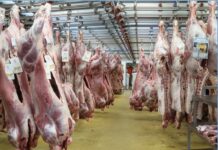 PRÉPARATIFS DE LA TABASKI : L’Arabie Saoudite octroie 10.000 carcasses de moutons au Sénégal