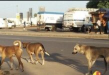 BIGNONA : Les populations alertent sur la présence de meutes de chiens errants dans les cimetières