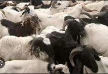 TABASKI 2024 : 50 milles têtes de moutons attendus à Kaolack