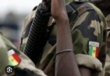 THIÈS : Un sous-officier de l’armée sénégalaise arrêté avec 5kg de chanvre indien