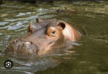 TOMBORONKOTO (KÉDOUGOU) : Un jeune garçon mordu par un hippopotame