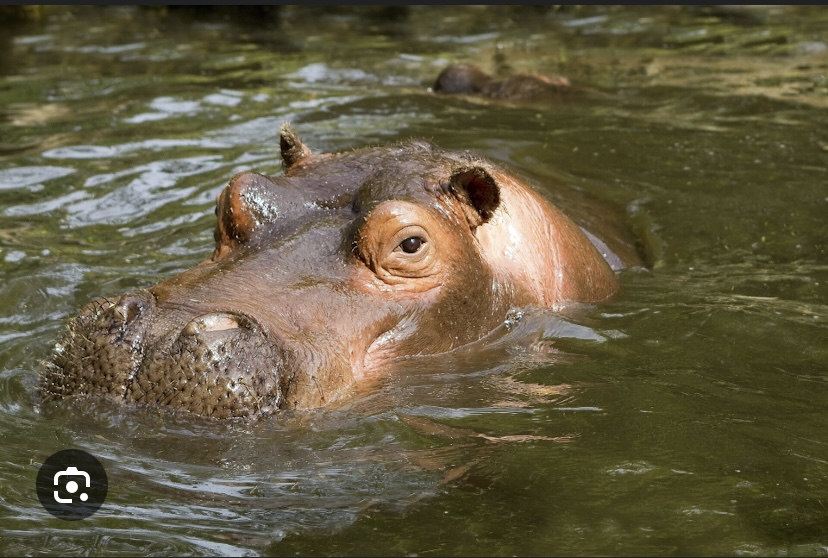 TOMBORONKOTO (KÉDOUGOU) : Un jeune garçon mordu par un hippopotame