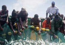 PÊCHE : 132 navires nationaux et 19 étrangers autorisés à pêcher au Sénégal