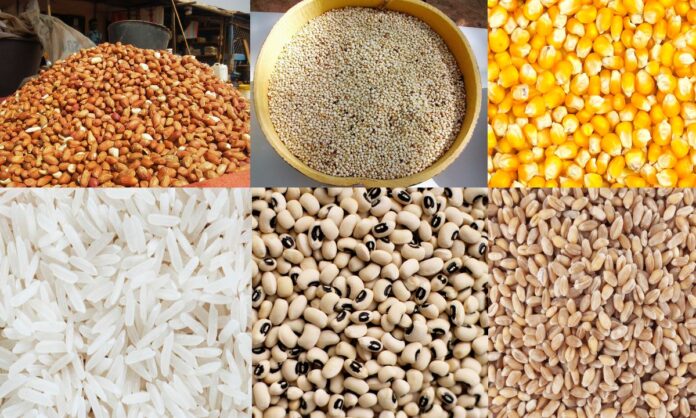 Semences-campagne-agricole-Agriculture-Senegalaise-Agriculture-au-Senegal