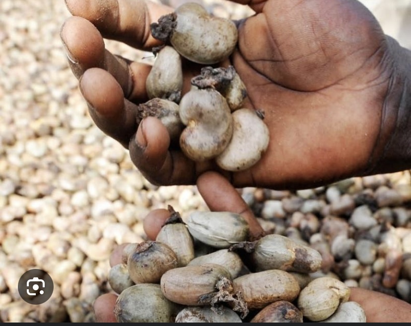 CAMPAGNE DE L’ANACARDE : Des camions chargés bloqués à Ziguinchor