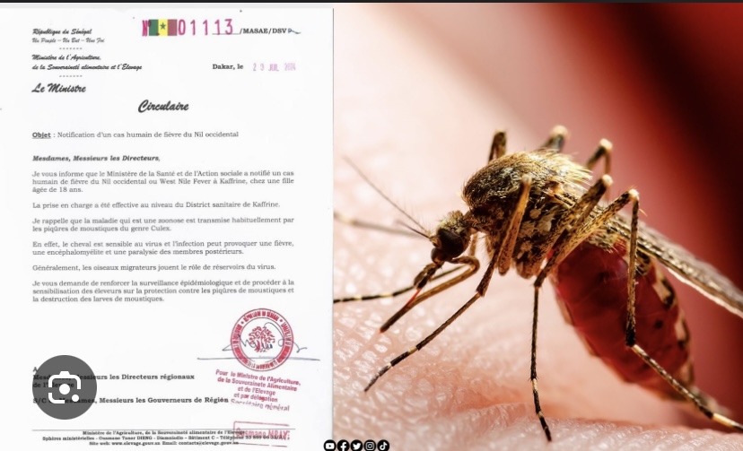 KAFFRINE : Un cas humain de fièvre du NIL détecté chez une jeune fille de 18 ans
