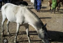 SICAP MBAO : Une fillette de 4 ans tuée par un cheval en furie