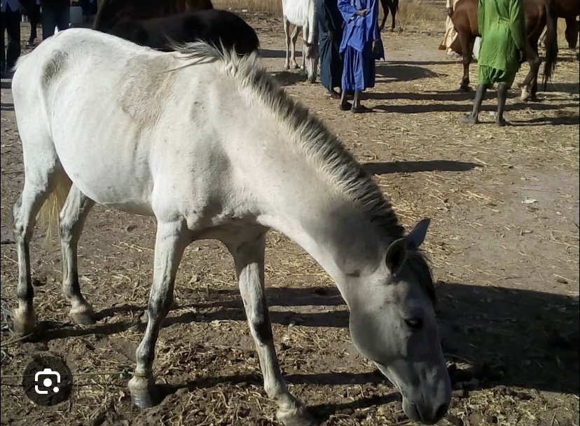 SICAP MBAO : Une fillette de 4 ans tuée par un cheval en furie