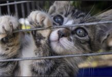 ‘MANGEURS DE CHATS OU D’OISEAUX’ : Rumeur d’une campagne de Donald Trump contre les migrants haïtiens