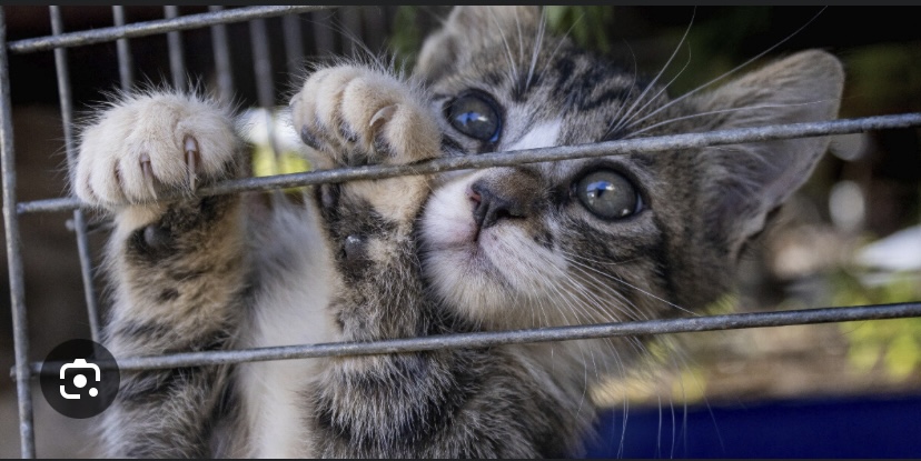 ‘MANGEURS DE CHATS OU D’OISEAUX’ : Rumeur d’une campagne de Donald Trump contre les migrants haïtiens