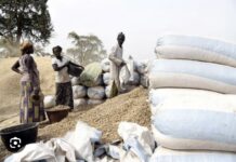 CAMPAGNE AGRICOLE : Le prix du kg de l’arachide fixé à 305 FCFA