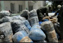 TRAFIC DE DROGUE: Quatre (4) personnes interpellées à Dakar avec plus de 100 kg de chanvre indien