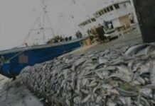 08 MOIS DE GESTION DIOMAYE DANS LA PÊCHE Qu’ont apporté aux pêcheurs traditionnels les réformes et la transparence sur les bateaux étrangers?
