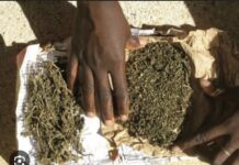 MBOUR: Plus de 200 kg de chanvre indien saisis