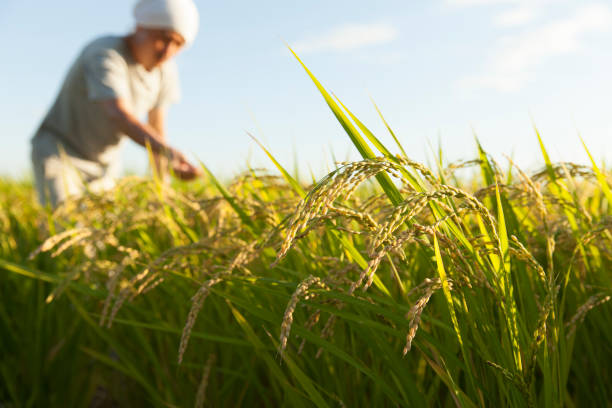 farmer checking ripe rice