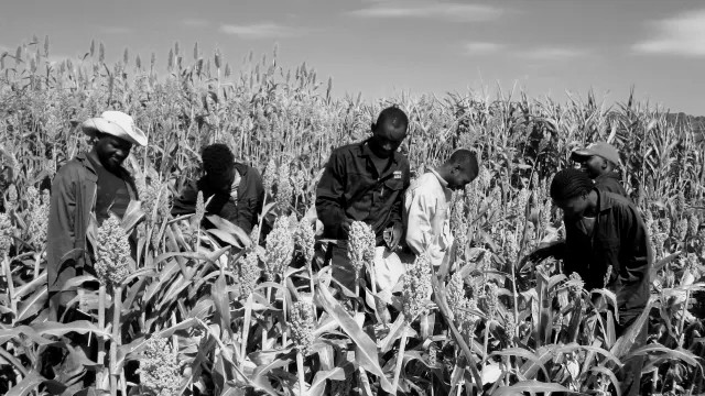 [FOCUS] SCIENCES NUCLÉAIRES ET AGRICULTURE : faire entrer l’atome dans les champs, l’Ucad œuvre pour cette possibilité 
