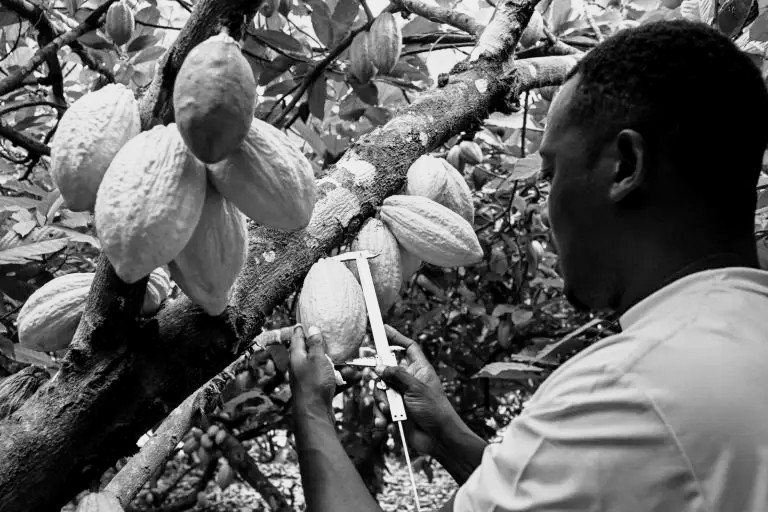 AFP__20261014__D2ZE9G3__v1__HighRes__IcoastEconomyAgricultureCocoaResearch-768x512.jpg~2